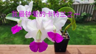 Sophie's Garden我最钟爱的卡特兰之一 Lc. Crownfox Sweetheart 'Paradise' 