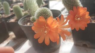 Rebutia Cactus flower รีบูเทียดอกสีส้ม ดอกแคคตัสสวยๆ ดอกกระบองเพชร มุมเกษตร