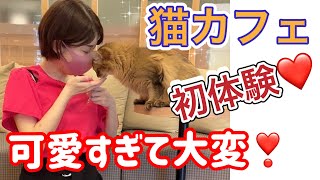 人懐っこい猫さん。幸せすぎる癒し時間。初めての猫カフェを体験してきました❤️