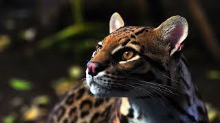 [WILDLIFE FACTS] Ocelots are spectacular looking wild cats