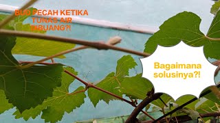 Bud Cabang Tersier Pecah Ketika Tunas Airnya Dibuang Dan Ujungnya Ditahan, Bagaimana Solusinya❓🍇🍇