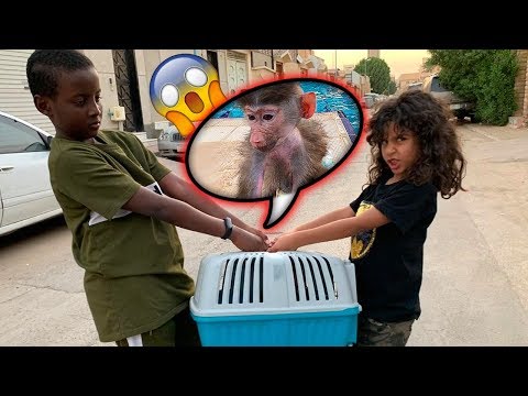 الضفدع سرق عبسي ايش سوى مؤيد Vidoemo Emotional Video Unity