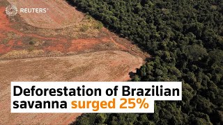 Deforestation of Brazilian savanna surged 25% in a year