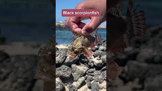 Black scorpionfish #black #scorpion #fish #dangerous #death #nature #wildlife #sea #ocean #shorts