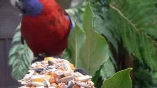 Crimson Rosella - [Platycercus elegans]