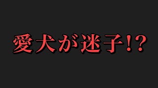 【愛犬が迷子】AirTag探しの旅！チワワ×ミニピン