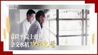 [中国三农报道]【九】袁隆平院士逝世 杂交水稻功载史册|农业致富经 Agriculture And Farming