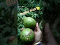 butter fruit ಬೆಣ್ಣೆ ಹಣ್ಣು viralvideo nature gift village life@coorg ❤️⛰️healthy tasty🍐