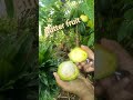 butter fruit ಬೆಣ್ಣೆ ಹಣ್ಣು viralvideo nature gift village life@coorg ❤️⛰️healthy tasty🍐