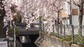 徳川家康命の水、二ヶ領用水沿いに咲き誇った『枝垂れ桜』昼間編その１