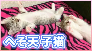 へそ天で気持ちよさそうに眠る子猫たち【保護猫のキキとオト】