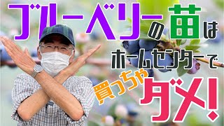 ブルーベリーの苗は実はホームセンターで買うより・・・・・