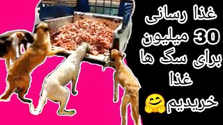 غذارسانی به سگ ها | ولاگ غذارسانی به سگ های ولگرد