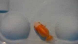 Japanese White/Strawberry Blonde Rachu! CUTE! Live Goldfish