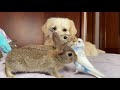 golden retriever and baby bunnies befriend with budgie cuteness overload