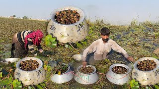 Water Chestnuts Harvesting In Pakistan | Singhara Recipe | Agriculture Noal Farm | Water Farming