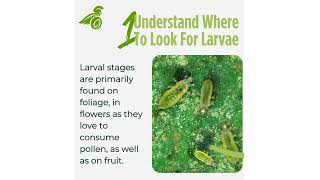 Learn how to spot and control thrips larvae to prevent damage