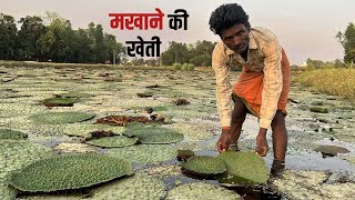 आओ दिखाऊं मखाने की खेती | Fox Nut  Cultivation