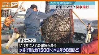 【「養殖ギンザケ」にも高い海水温の影響】ブランド養殖ギンザケ『伊達のぎん』の水揚げ始まる（宮城・志津川湾）