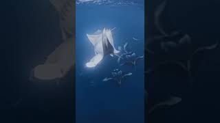 Manta ray “Flying underwater with the ocean’s gentle giants!  #MantaRay #OceanMagi