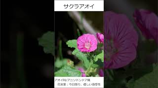 [花図鑑]華のある動画はじめました[011] #shorts