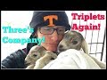 SURPRISE! Triplets Again!