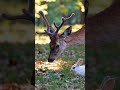 deer rabbit interspecies love กวาง กระต่ายน้อย ความรักต่างสายพันธุ์