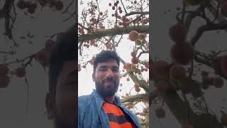 Apple Tree In Shimla | Telugu Traveller