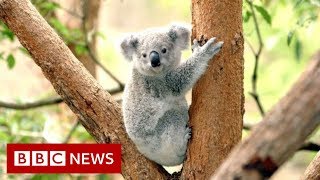 Koala scheme 'working despite death' - BBC News