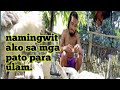 #kabagis#lyndon lozada# namingwit TAYO ng mga pato at hindi mga isda.