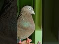 kamager teddy kabutar ka pair kaisa laga dosto pigeon birds sakhi kabootar birdsinging