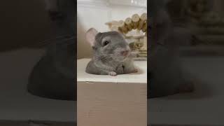 キラキラのおめめでオーツヘイを食べるチンチラ #チンチラ #chinchilla #shorts