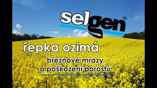 Řepka ozimá - Březnové mrazy a poškození porostů