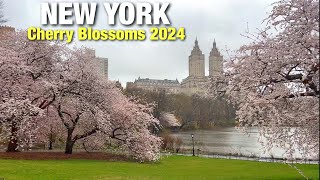 New York City LIVE Rain Walk Midtown Manhattan Central Park Cherry Blossoms 2024 (April 2, 2024)