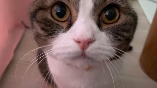 【子猫】妄想トーク炸裂！！暇すぎて文句を言ってくる猫【スコティッシュフォールド】