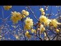 松田町の蝋梅（ロウバイ）｜寄ロウバイまつり｜yadoriki wintersweet festival｜matsuda cho ashigarakami gun kanagawa japan