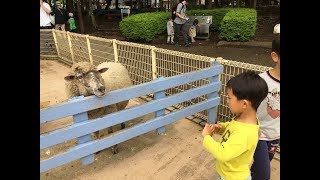 【ふれあい動物広場】大きな羊を触ってみたよ♪ とってもビックリ♪ 6歳のトレーシーと4歳のスティーブ ★Touching a big sheep★