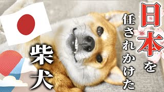 Komugi, a Shiba Inu with a habit of pulling, was offered JAPAN towing by a man around 40