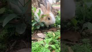 看著可愛的小兔子吃草真療癒。Little Bunny eating grass。#shorts #rabbit #kelinci #bunny