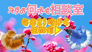 飼育の悩み一緒に解決しましょ♬【2022年1月31日】ベタの何でも相談室