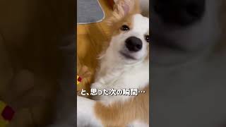 歯が抜けた子犬の反応　#shorts #ボーダーコリー #もる