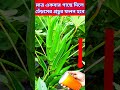 ঢেঁড়সের ২০ গুণ ফলন হবে ১ টি সার গাছে দিলে shortsviral trending viralvideo ঢেঁড়স