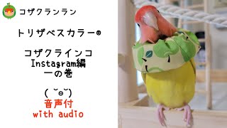 【トリザベスカラー】使用例紹介 Instagram編　一の巻　コザクラインコ🐤桃ちゃん　毛引き・自咬