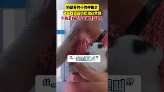 奶奶养的小狗被偷走，民警找回后奶奶激动大哭。小狗是奶奶不会说话的家人