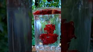 Amazing Experiment With water || Easy Science Experiment With water #short video #m4tech