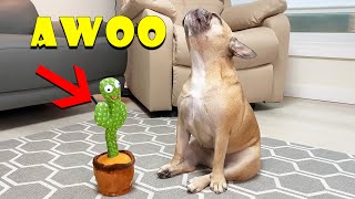 Singing French Bulldogs Funny Reaction To Talking Toy **TOO FUNNY
