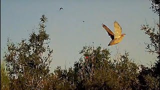 Quail Hunt using 410 Caliber ,12 gram Load Gemini chokes -Chasse a la caille- صيد فري السمان-ShotKam