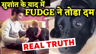 Sushant Singh Rajput's Dog Passes Away; Here's The REAL Truth