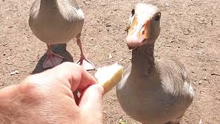 Enten und Gänse füttern .