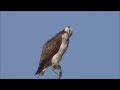 ミサゴの鳴き声　osprey